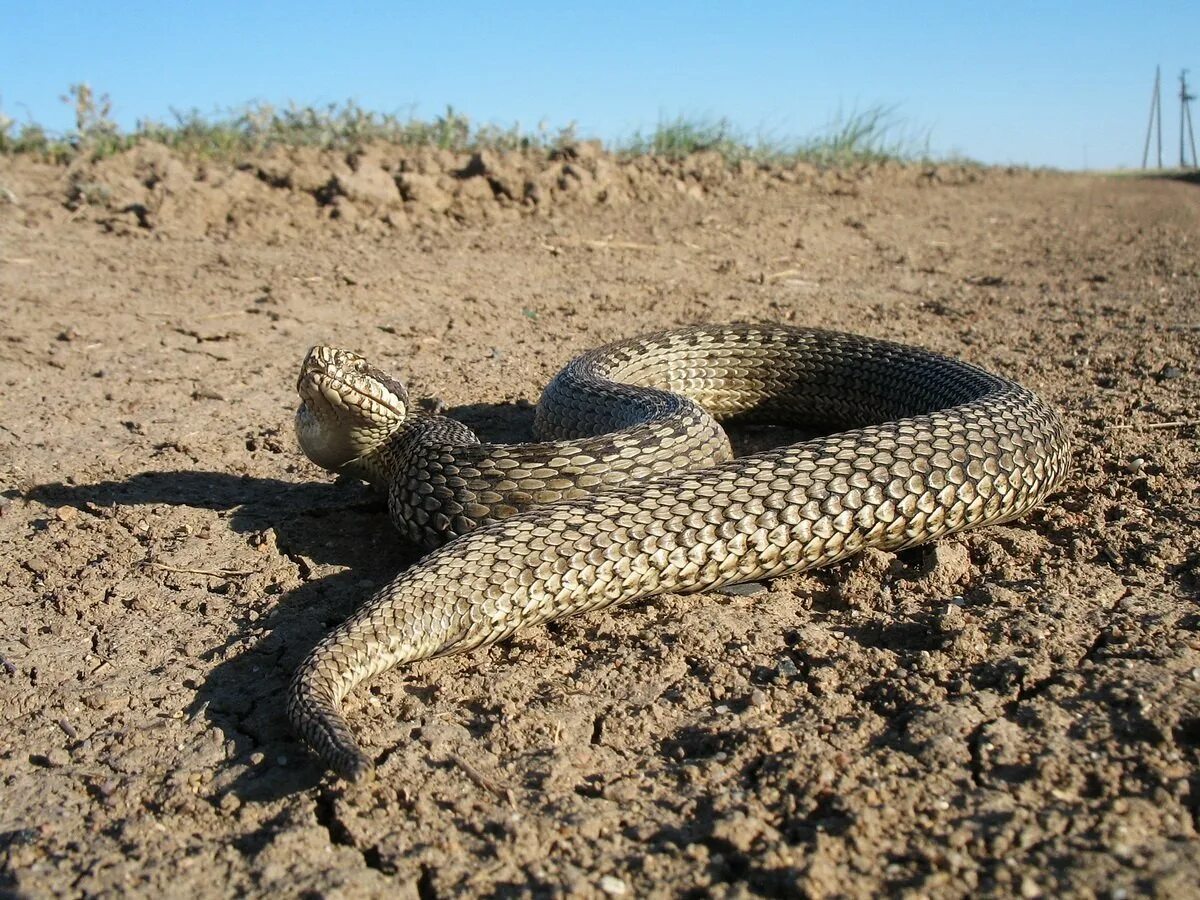 Змеи в степи. Восточная Степная гадюка Vipera Renardi (Christoph, 1861). Гадюка Астраханская Степная. Степной удав желтобрюх. Гадюка Степная Восточная Pelias Renardi.