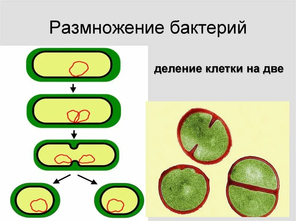 Деление клетки пополам