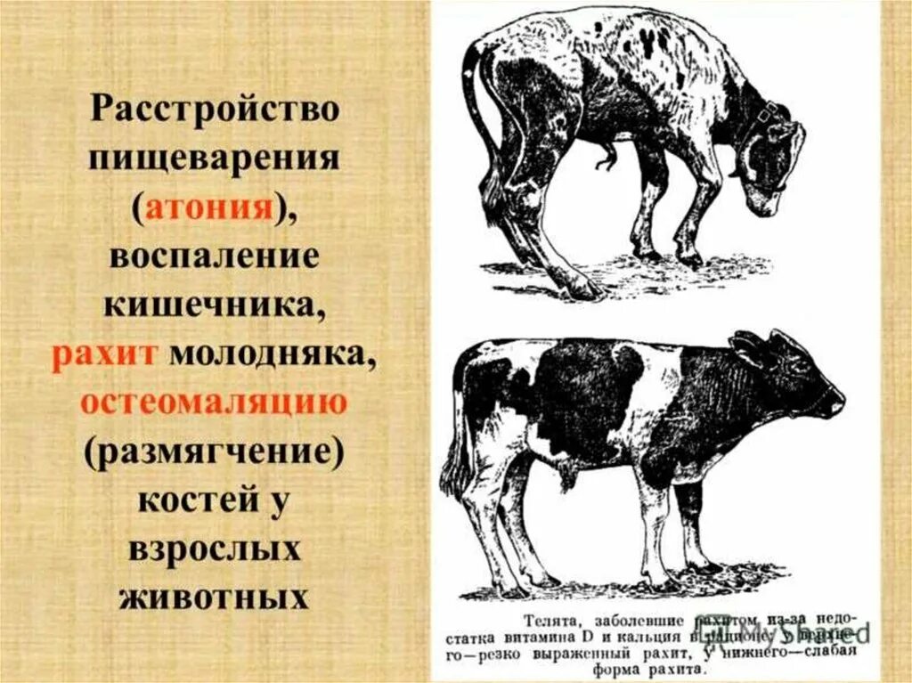 Гипотония и атония. Болезни пищеварения у животных. Внутренние незаразные болезни сельскохозяйственных животных.