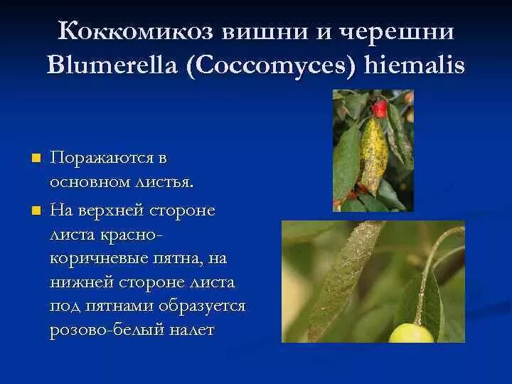 Вирус некротической кольцевой пятнистости вишни Cherry leaf, Plant problems, Pla
