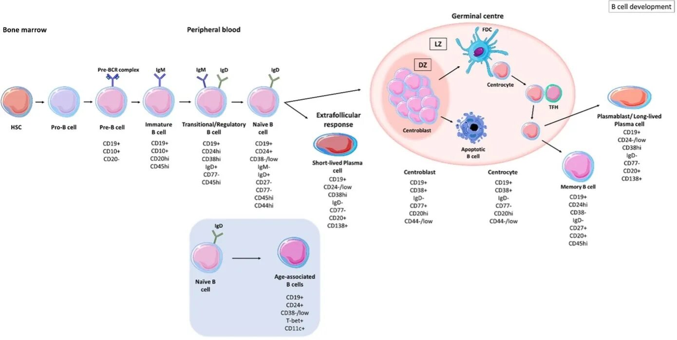 Ms cell. B клетки. b cell development. cd клетки классификация. cd11b клетки это.