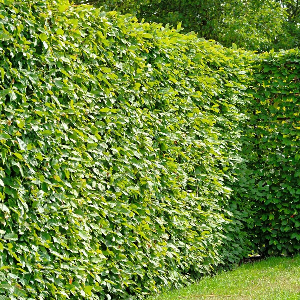 боярышник кустарник изгородь. быстрорастущие кустарники для изгороди. барбарис тунберга атропурпуреа. смородина альпийская 'schmidt'. барбарис тунберга атропурпуреа изгородь.