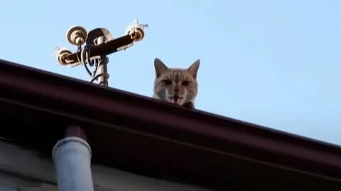 Кот года 2021