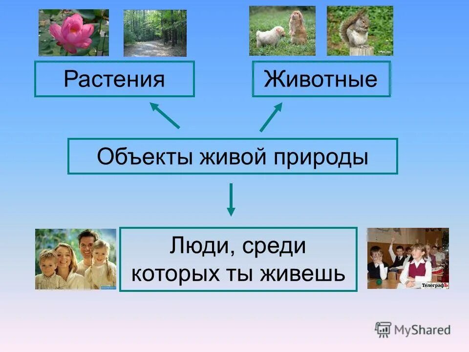 Характеристика объекта живой природы животные