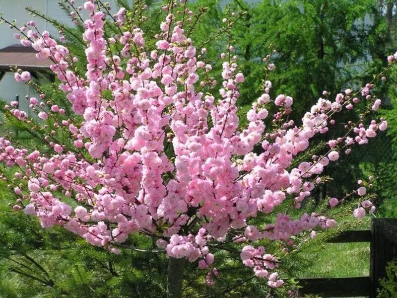 Миндаль трехлопастный луизеания. Миндаль трехлопастной Prunus triloba. Сакура (миндаль трехлопастной). Миндаль трехлопастной (Луизиания). Сакура фото кустарника с цветами