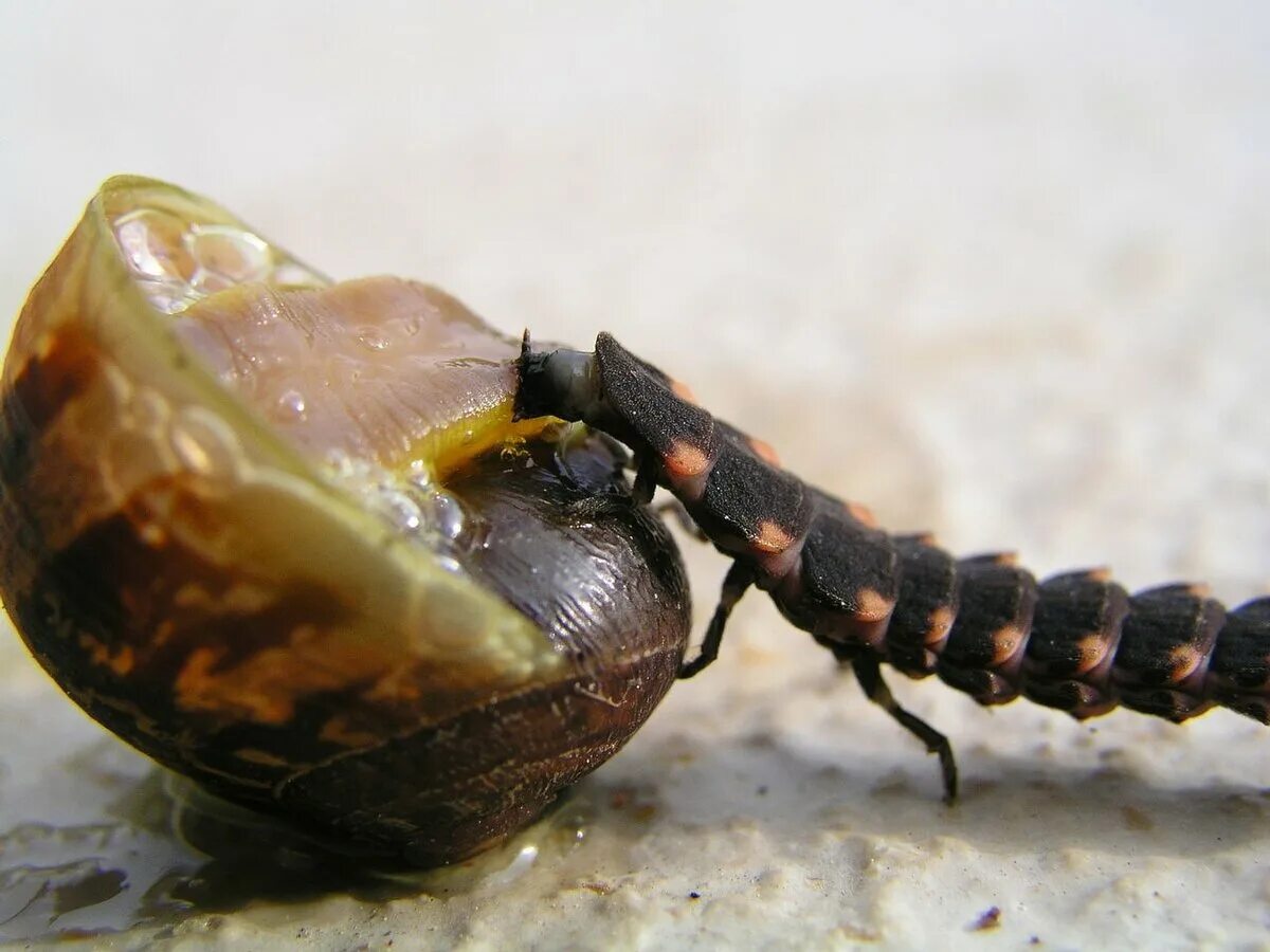 Личинки улиток. Личинка жука светляка. Lampyris Noctiluca личинка. Личинка жука светлячка. Жук светляк самка.