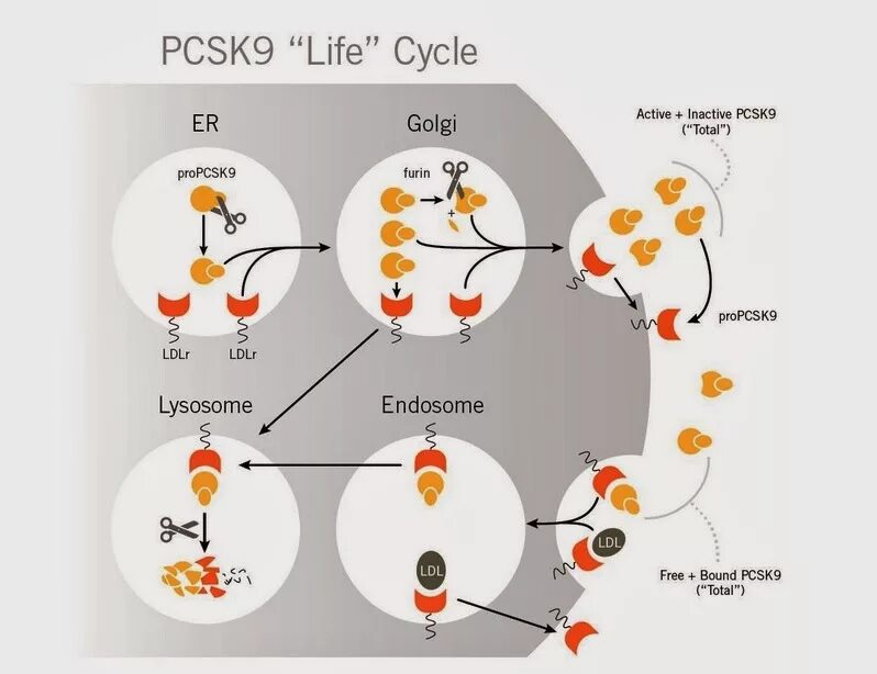 Pcsk9 препараты. Ингибиторы pcsk9 препараты. Ингибиторы белка pcsk9. Ингибиторы pcsk9