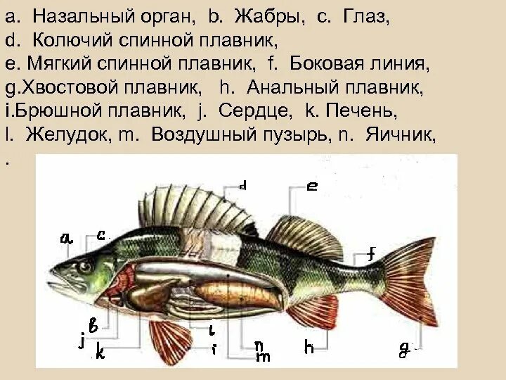 Строение плавника рыбы. Окунеобразные строение. Спинной плавник окуня.