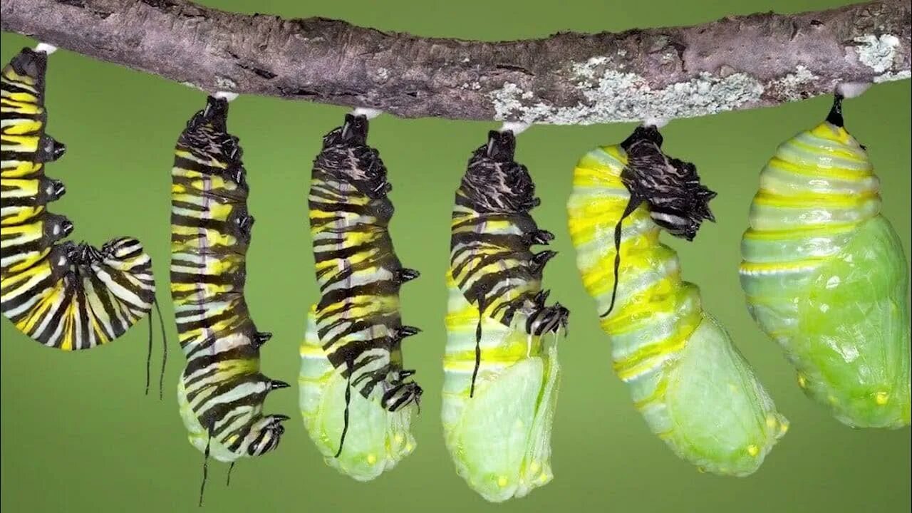 Как из гусеницы появляется бабочка видео. Кокон бабочки капустницы. гусеница катерпиллер бабочка. данаида монарх гусеница. кокон гусеницы капустницы.