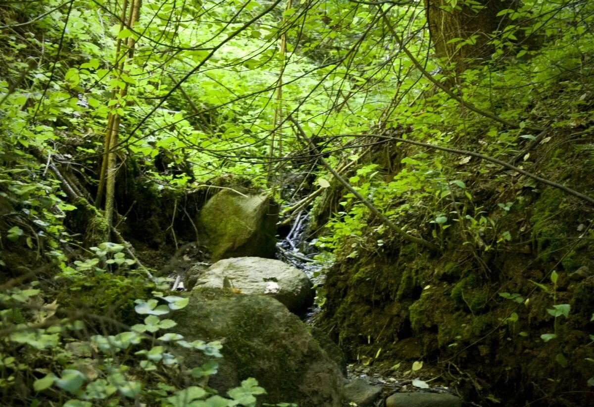 Загадочный лес. Заросший травой и кустарниками овраг. Заросший овраг 2. Поляна с кустами. Заросший овраг.
