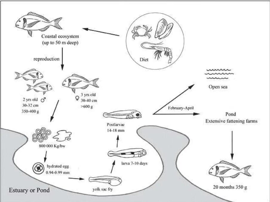 Миграция рыб схема. Миграции рыб связанные с размножением. Нерест миграции рыб схема. Жизненный цикл рыб.