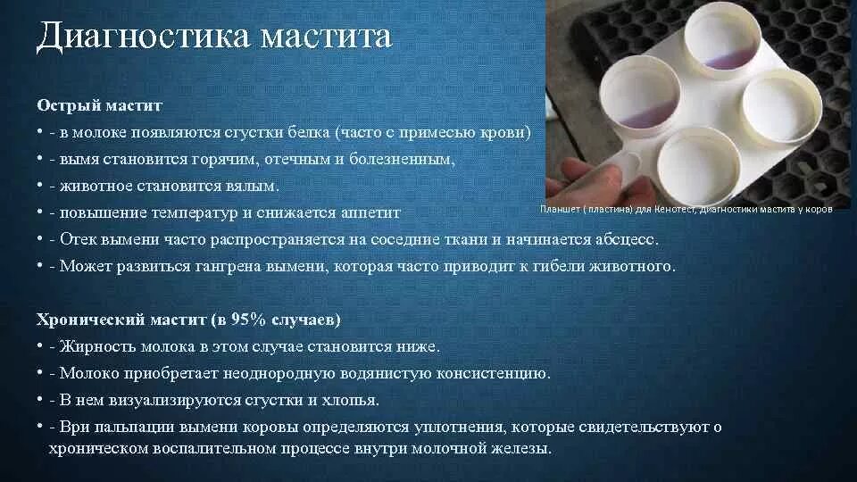 Лаборатория проводит исследования по диагностике мастита у животных и выявлению 
