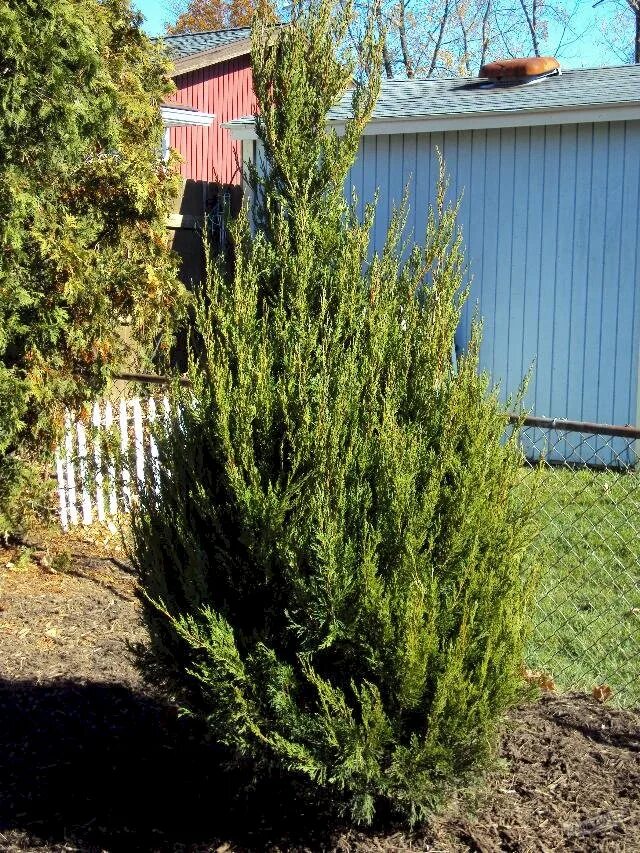 Juniperus chinensis