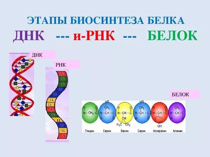 Синтеза белка ДНК схема. Схема биосинтеза белка ДНК. Этапы синтеза белка схема. Белковая рнк