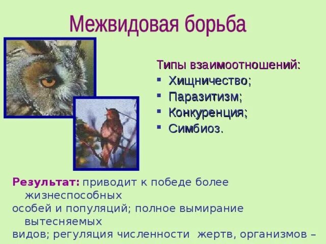 Типы взаимоотношений хищничество паразитизм. Межвидовые отношения конкуренция симбиоз хищничество паразитизм. Симбиоз хищничество паразитизм. Типы отношений между организмами.