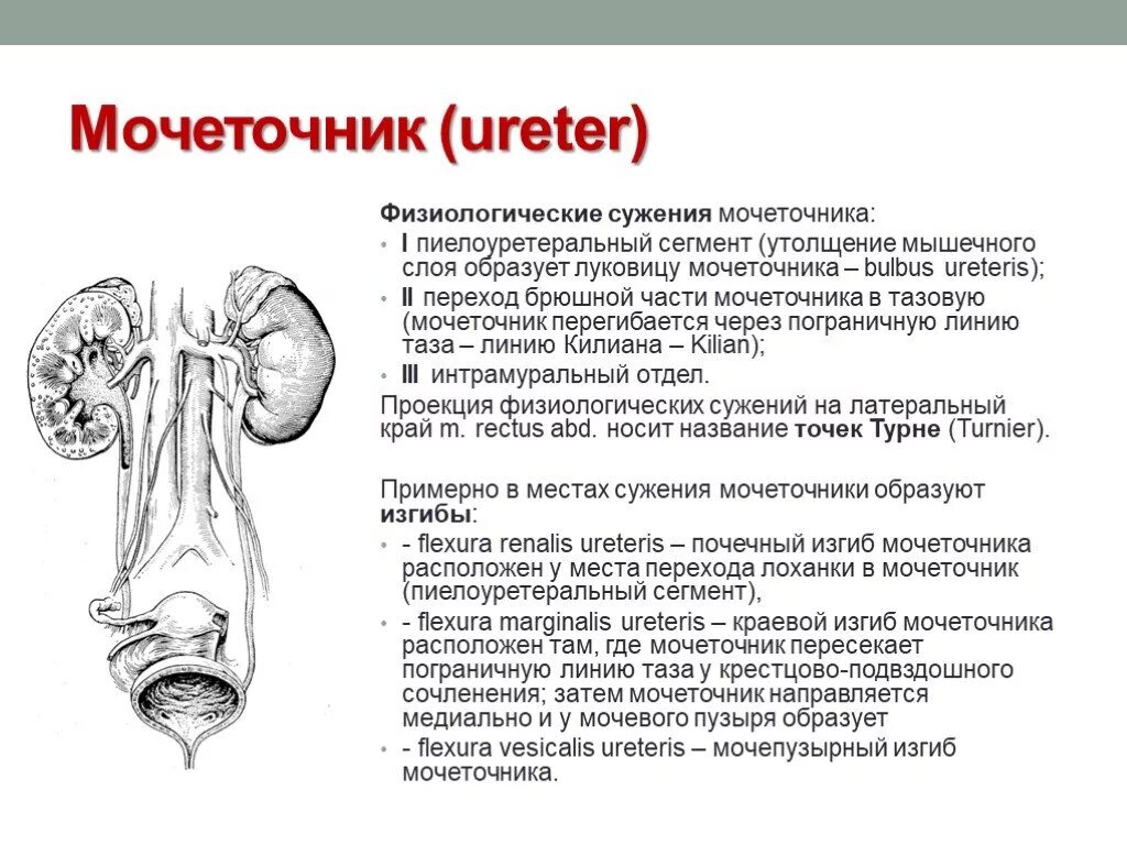 Мочеточник дистальный. Строение стенки мочеточника физиологические изгибы и сужения его. Анатомические сужения мочеточника. Пограничная линия мочеточника. Анатомическое сужение мочеточника анатомия.