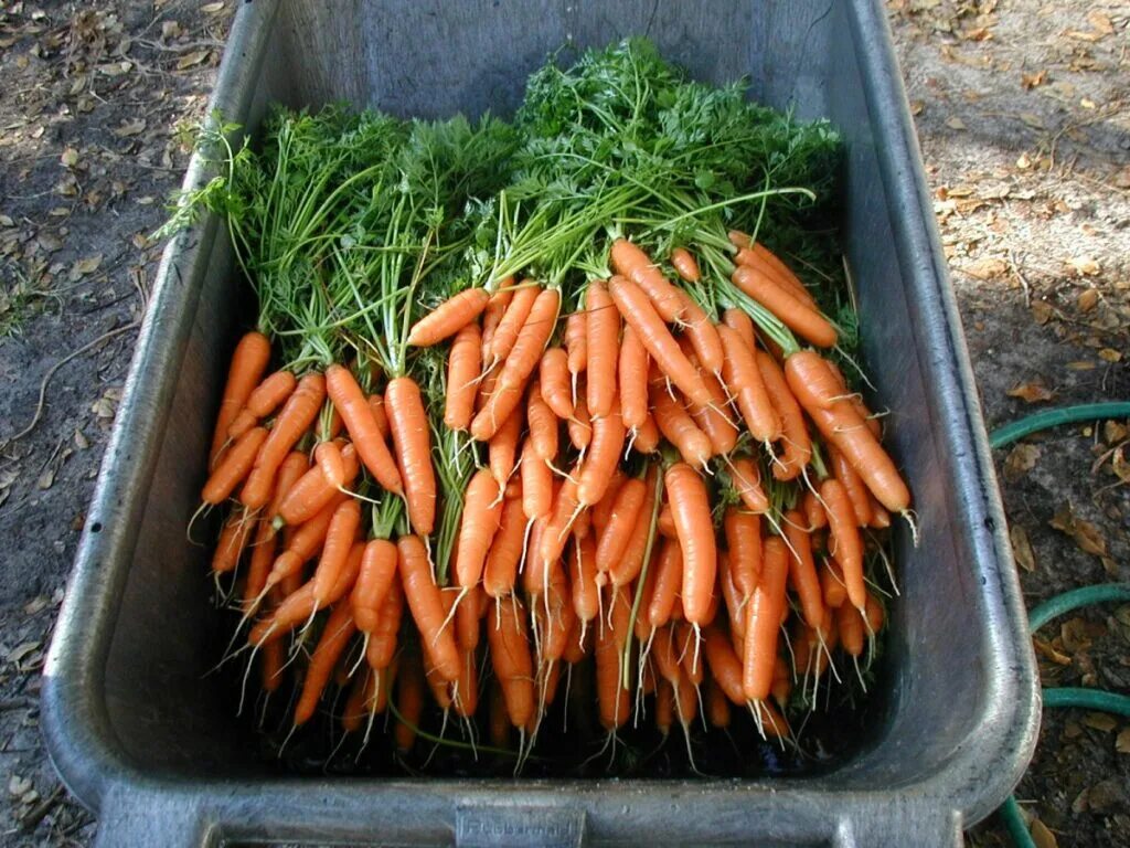 Морковь в черноземье. Хранение моркови. Морковь в погребе. Морковь в ящике. Ящик морковки.