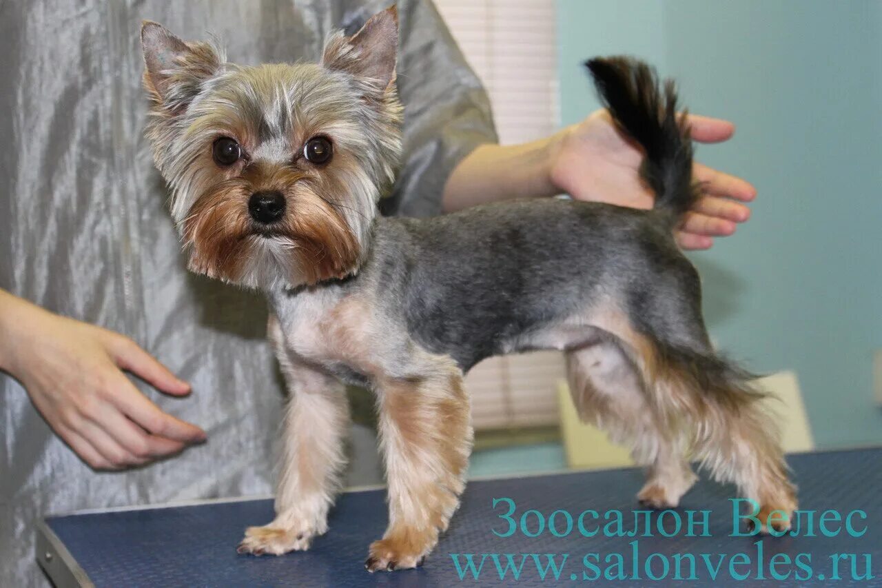стрижки йоркширского терьера мальчика. каскад стрижка йорка йорка. креативная стрижка йорка йоркширского терьера.