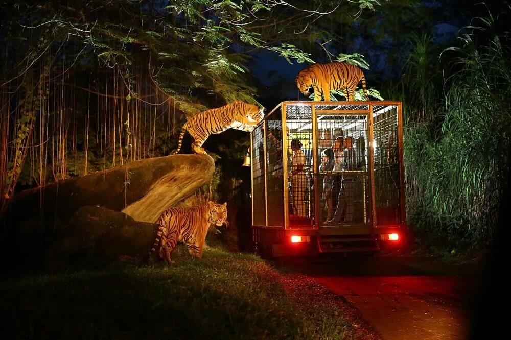 Wildlife holidays. Сингапур зоопарк ночное сафари. Сафари парк Бали. Ночной сафари парк в Сингапуре. Бали зоопарк сафари.