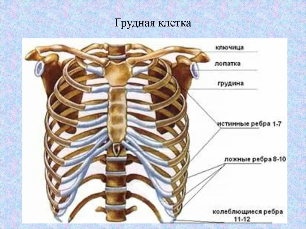 Трубчатая грудная кость. Строение скелета грудной клетки. Скелет грудной клетки вид спереди. Костный каркас грудной клетки. Грудина скелет строение.