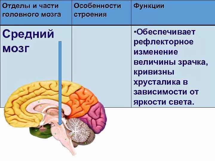 Отделы головного мозга и их функции