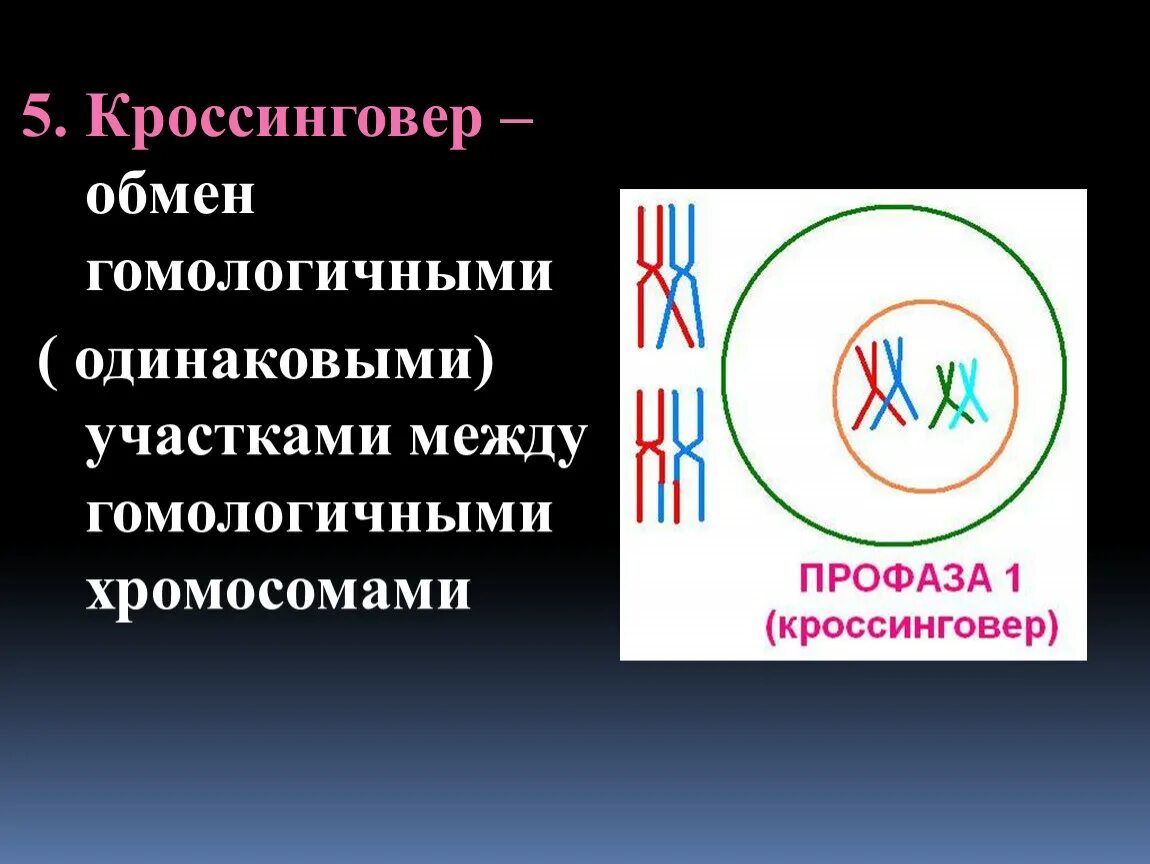 Обмен участками между гомологичными хромосомами (кроссинговер).. Гомологичный хормосммы. Гомологичные хромосомы обмениваются участками в. Обмен генами между гомологичными хромосомами. Участки хромосом называют