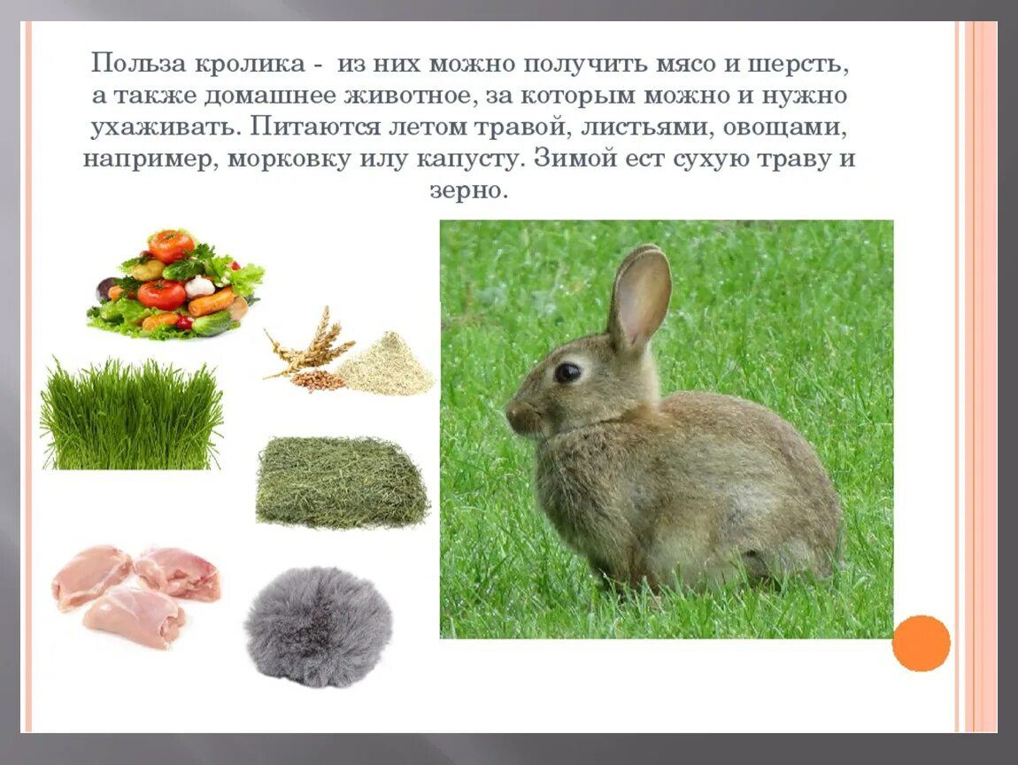 Как получить зайца