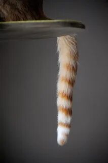 Что такое хвост кота