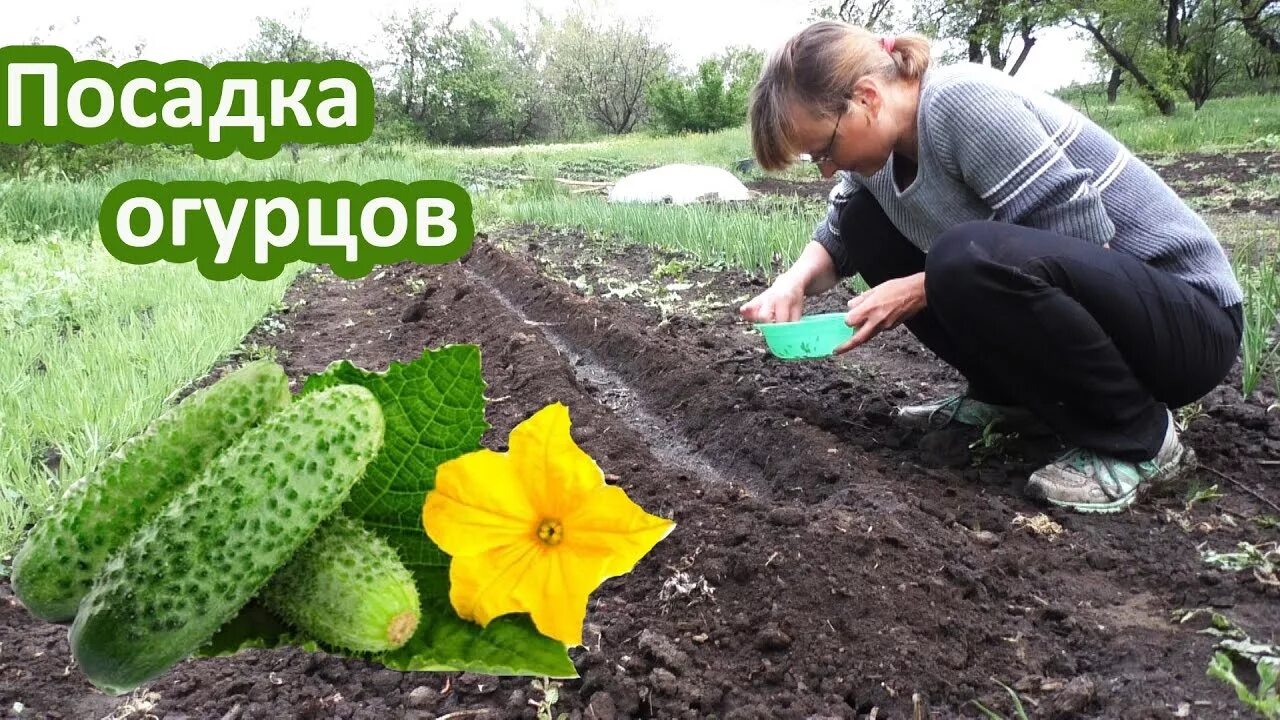 На какую глубину сажать огурцы семенами. Огурцы посадка. огурцы в открытом грунте. посадка огурцов в открытый грунт. огурцы посадка в открытый грунт.