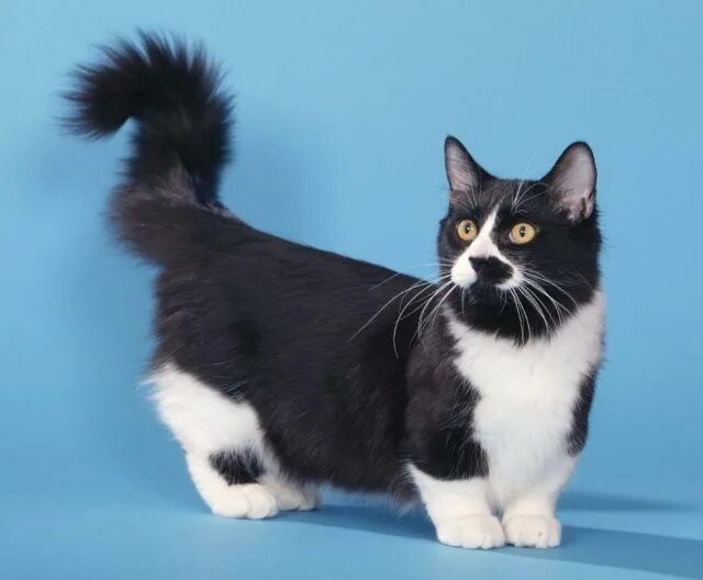 Как выглядят котята разных пород? Такая прелесть! Кошка манчкин, Милые котики, С