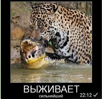 Выживает сильнейший