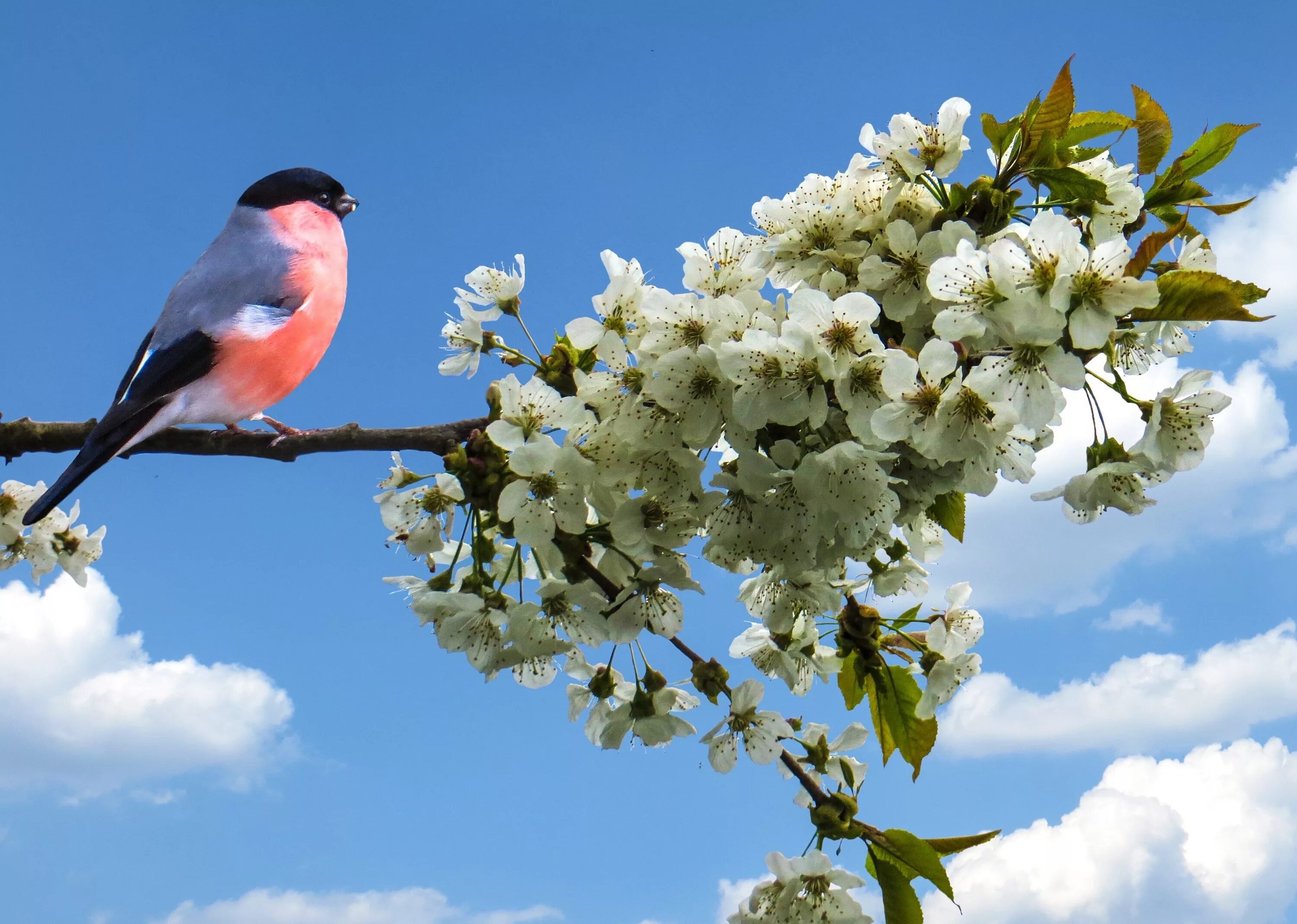 Птица на цветущей ветке. Весенняя природа. Птицы на цветущих ветках.