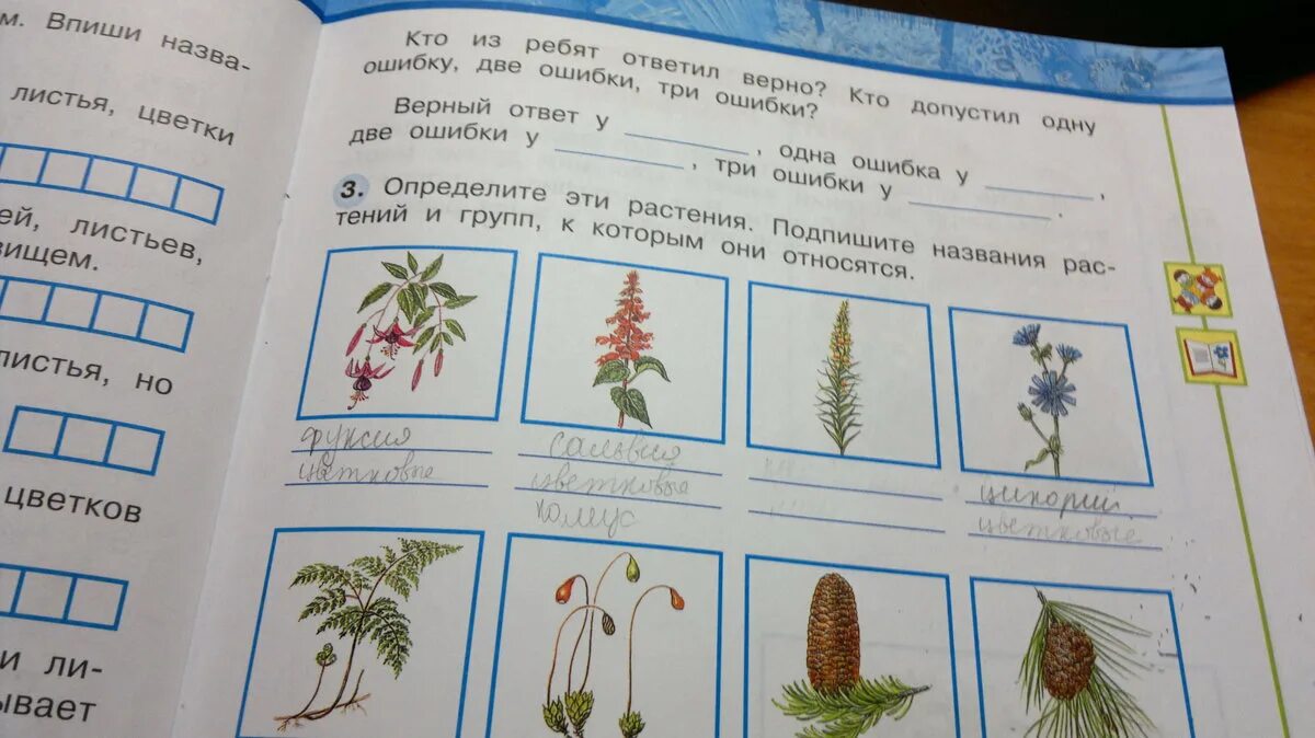 Окружающий мир страница 17 номер 6. Подпиши названия растений. Определите эти растения подпишите. Мир растений 3 класс окружающий мир. Определите эти растения подпишите названия.