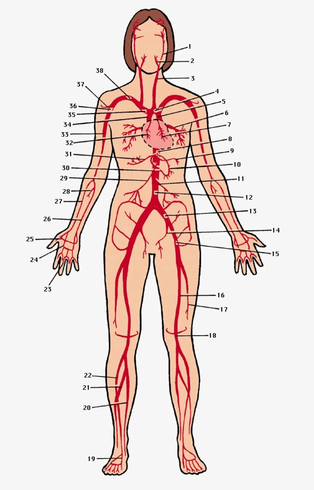 Артериальная система схема артерий. Артерии схема анатомия. Артериальные вены человека схема расположения. Артериальная система человека магистральные сосуды. Самая большая вена у человека где находится