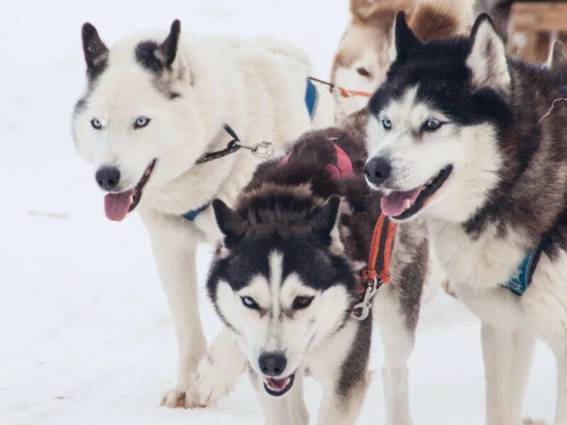 Хаски центр ахун. Хаски центр ахун. Хаски сочи красная поляна. Хаски парк красная поляна. Хаски парк красная поляна.