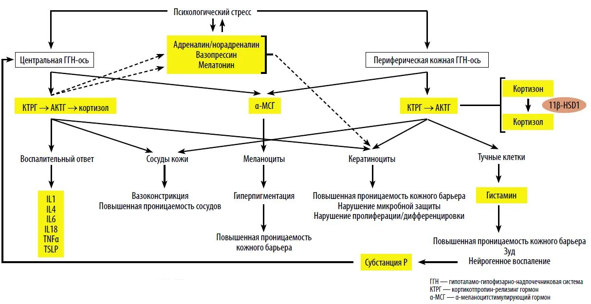 Анализ крови на стресс