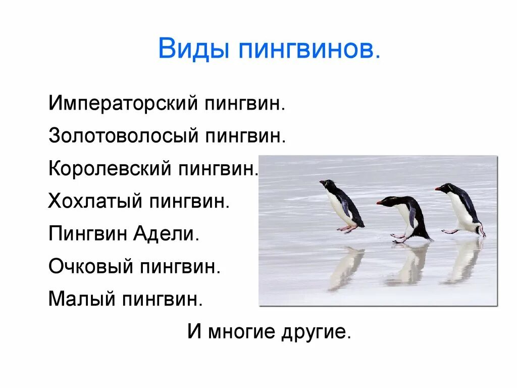 У какого пингвина всегда есть действие. Отряд Пингвинообразные представители. Виды пингвинов. Пингвины презентация. Презентация отряд пингвины.