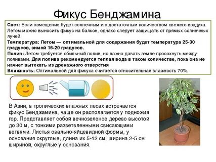 Фикус бенджамина описание
