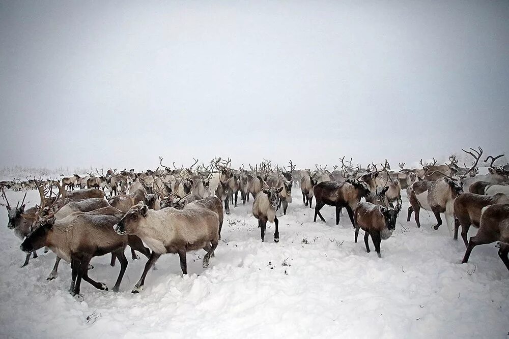 Оленеводство в тундре. Оленеводы Себян Кюель. Оленеводство Арктический зона. Тундра в Тазовском. Пастбищное оленеводство