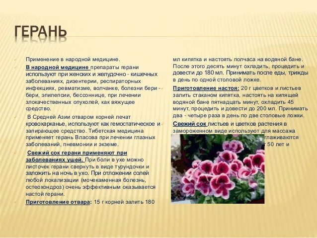 Діагноз хвороб. Герань від болю у вусі: як використовувати в домашніх умовах, ві