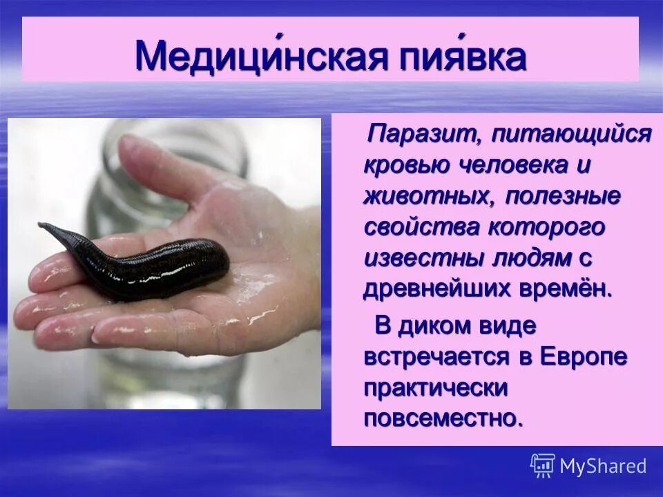 Сообщение на тему ложноконская пиявка. Биология 7 кл доклад пиявки. Сообщение на тему ложноконская пиявка. Текст пиявок. Тип кольчатые черви пиявки строение.
