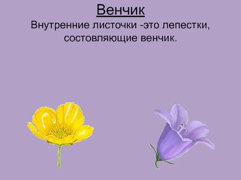 Функция венчика у цветка. Венчик цветка. Лепестки венчика. Венчик у растений. Венчик биология.