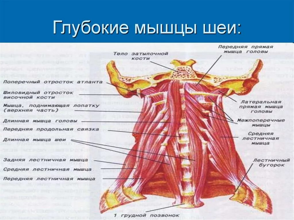 Мышцы шеи анатомия. Поверхностные мышцы шеи вид сзади. Поверхностные срединные и глубокие мышцы шеи вид сбоку. Анатомия мышц шеи человека сзади. Мышцы шеи анатомия миология.