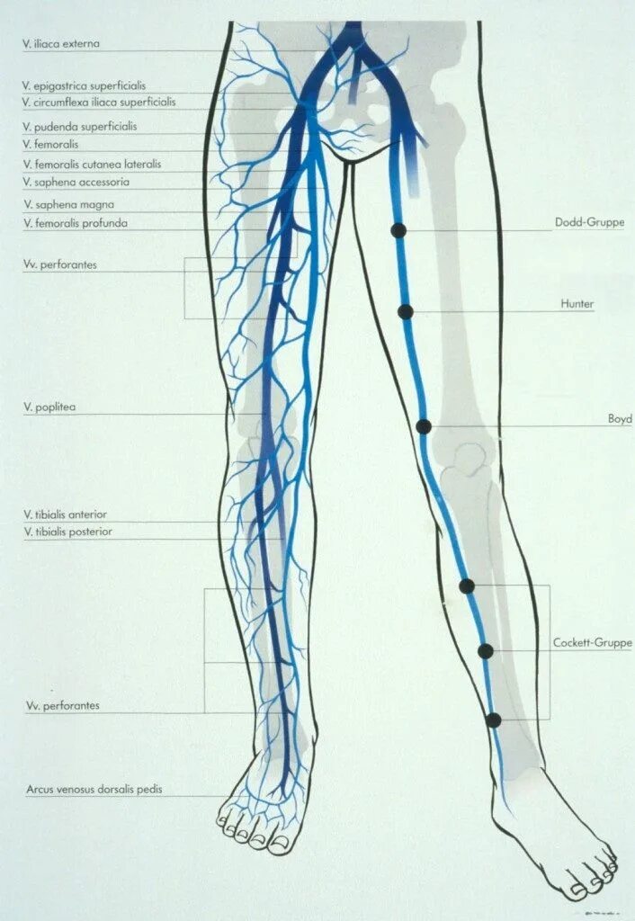 Vena saphena. Ход saphena Magna.