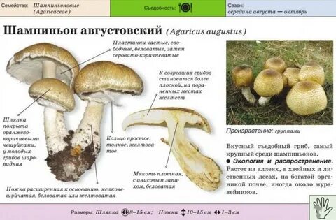 Как распознать шампиньоны