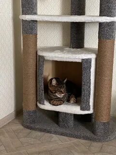 Домик когтеточка для мейн куна