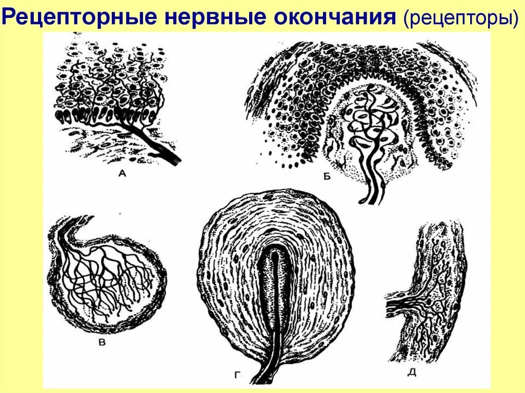 Какие рецепторные окончания расположены ближе всего. Рецепторные нервные окончания. рецепторные нервные окончания гистология. чувствительные нервные окончания. классификация рецепторных нервных окончаний.