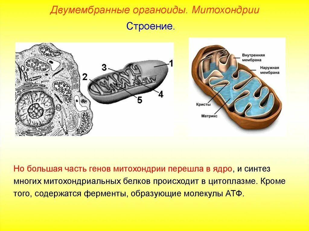 Митохондрии двумембранные. Двумембранный органоид в органоиде. Митохондрий двухмембранное строение. Структура органоидов митохондрия.