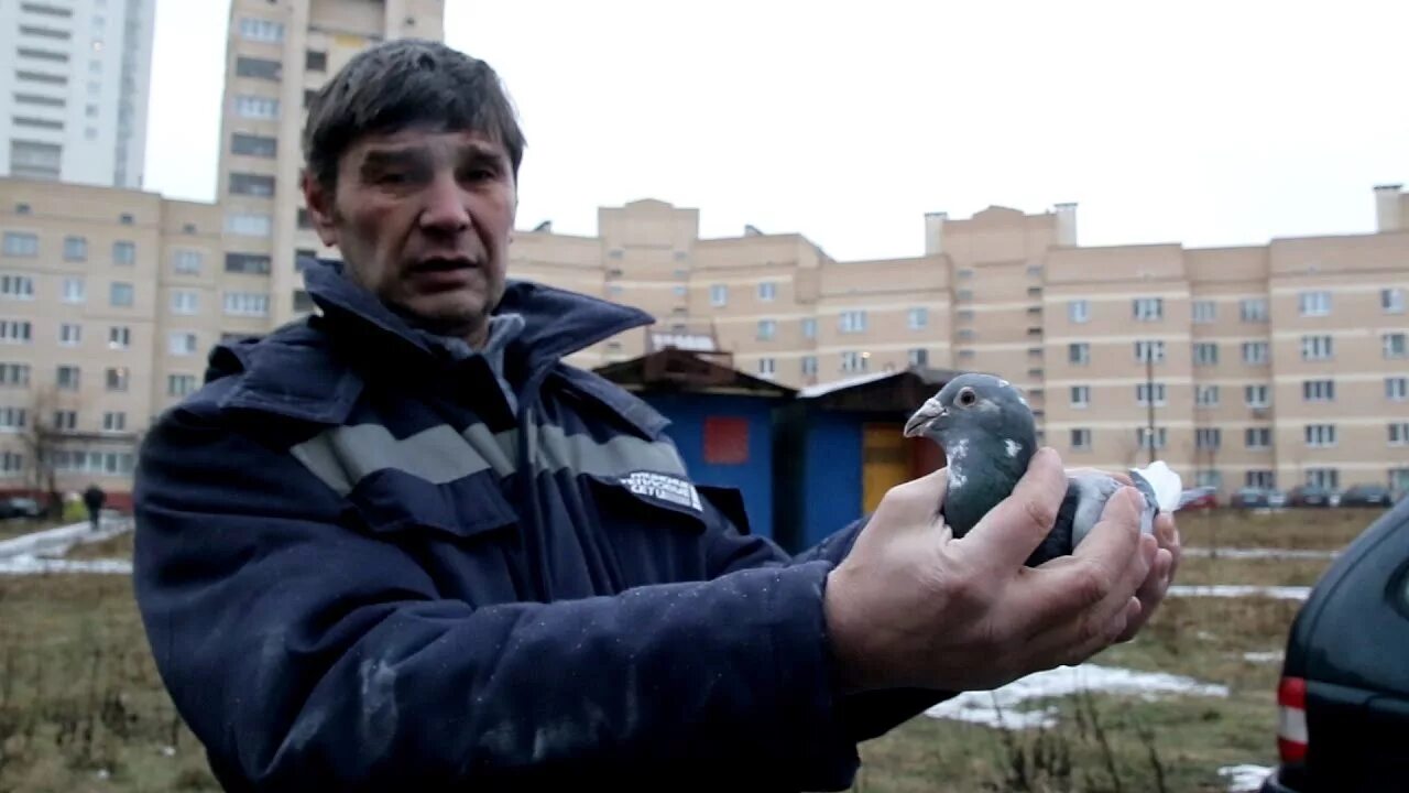 Воронежский обл клуб голубеводов. Голубиные клубы. Голубиные клубы. Спортивные голуби. Мемы с голубями.
