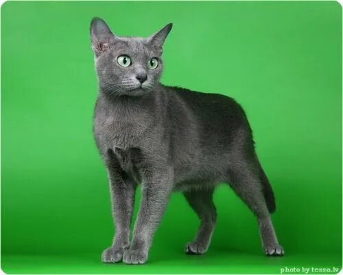 Корат: описание породы с фото - Pet-Mir.ru